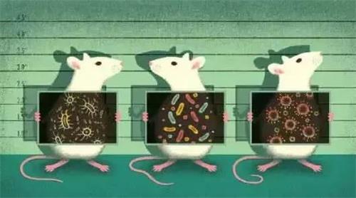 法规对研究者手册是否要求必须有动物试验数据呢 法规对研究者手册是否要求必须有动物试验数据呢