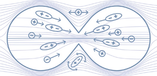 图 2 TTF对细胞分裂末期的影响 图 2 TTF对细胞分裂末期的影响