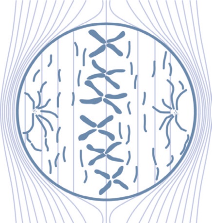 图 1 TTF对细胞分裂中期的影响 图 1 TTF对细胞分裂中期的影响