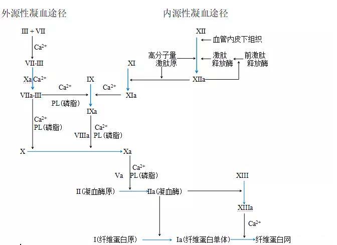 凝血四项或六项 凝血四项或六项