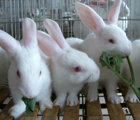 医疗器械临床试验.png 医疗器械临床试验.png