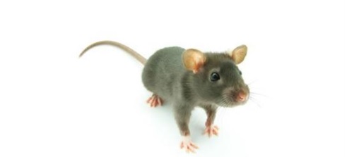 <a href=/medical/ target=_blank class=infotextkey>医疗器械注册</a>.jpg 医疗器械注册.jpg