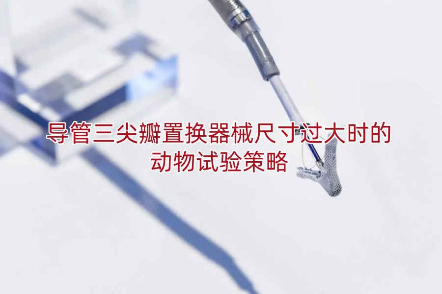 导管三尖瓣置换器械尺寸过大时的动物试验策略