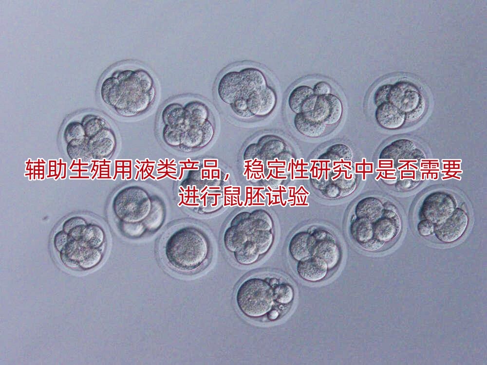 辅助生殖用液类产品,稳定性研究中是否需要进行鼠胚试验