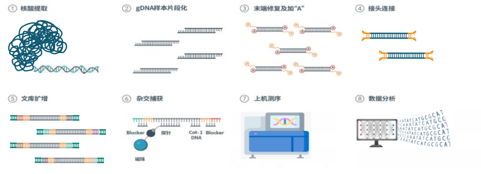 人肿瘤多基因突变检测试剂盒体外诊断试剂产品注册技术审评报告（苏州吉因加生物）(图1)